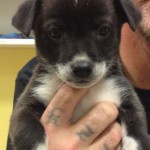 PuppysPlayPen Adoptions PuppysPlayPen Adoptions
