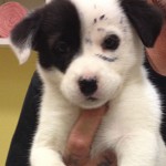 PuppysPlayPen Adoptions PuppysPlayPen Adoptions