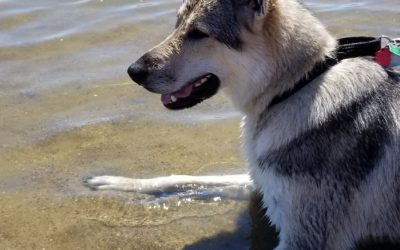 Behind the Curtain: Pets