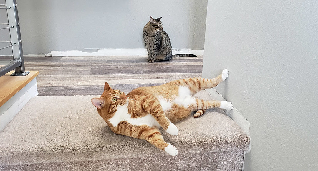 Behind the Curtain: Pets