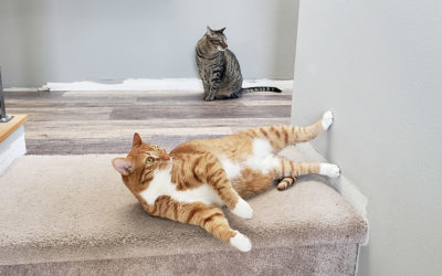 Behind the Curtain: Pets