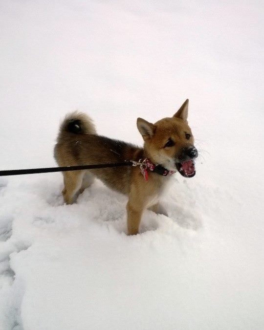 Miko’s First Snow