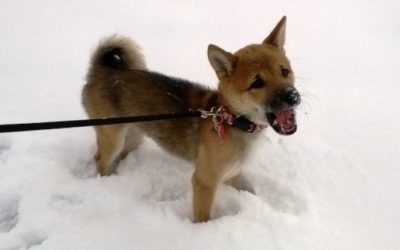 Miko’s First Snow