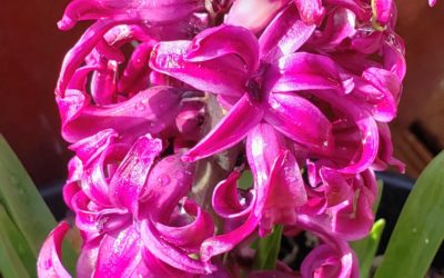 Behind the Curtain : Spring Fever