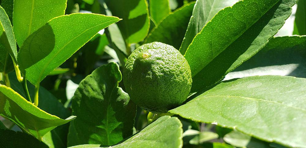 Potted Garden Update