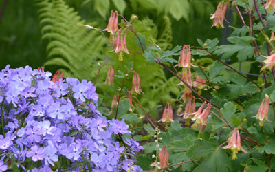 My Cherished Childhood Flowers